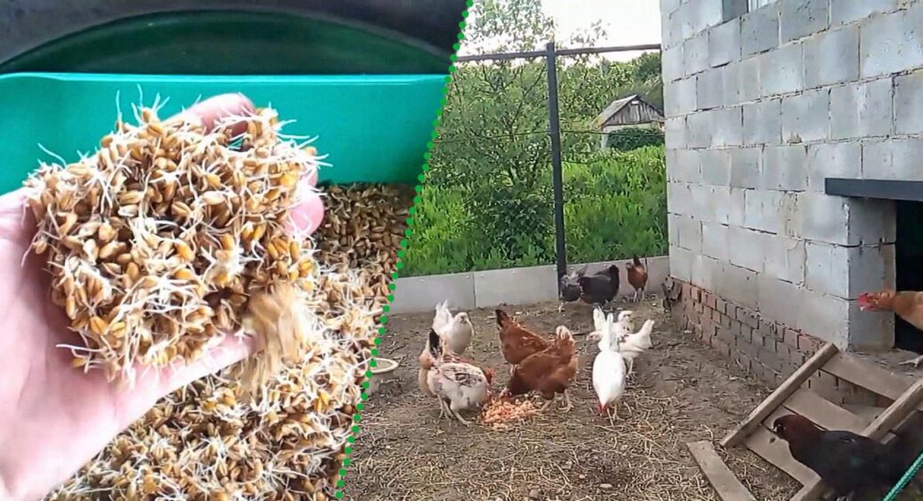 Проростіть зерно для курей – їхня несучість злетить у 2025-му: секрет з аграрної академії 