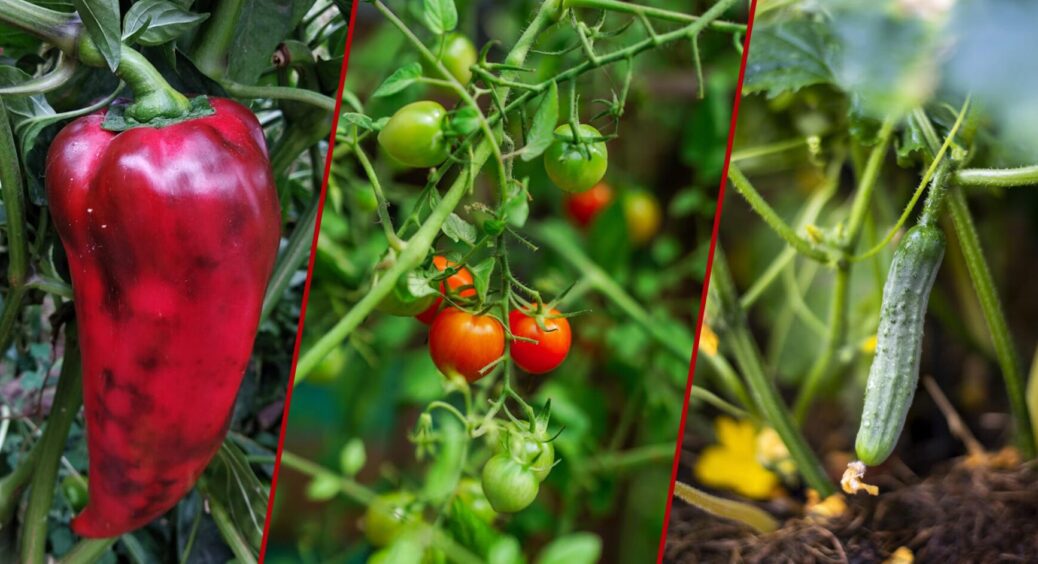 Чому ваша городина хворіє попри ідеальний догляд: цю фатальну помилку робить 9 із 10 дачників 