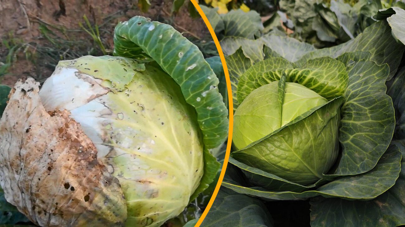 Городники пояснили, що дати капусті, коли у неї почало жовтіти листя