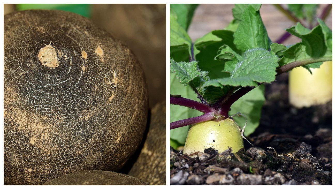 Садівники пояснили, який овоч варто садити на городі в середині липня