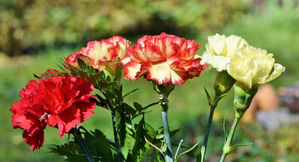 Мають пряний аромат і не потребують догляду: ці 3 сорти гвоздики – хіт серед садівників 