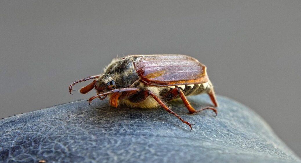 Невидимий ворог на грядці, який нищить увесь врожай: побачили цього жучка – гоніть його негайно 