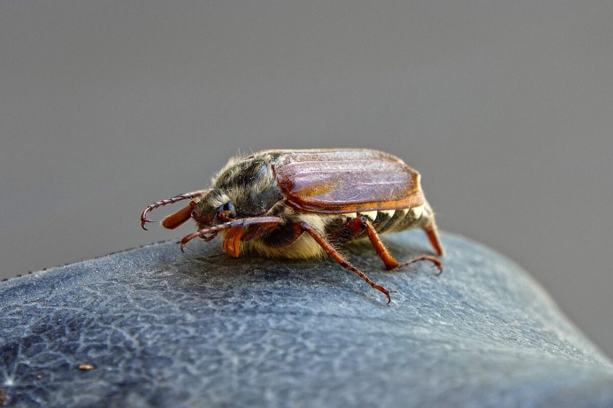 Експерти розповіли, як подолати хруща та його личинки
