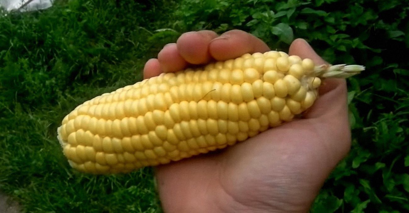 Фермери назвали найкращу підживку для швидкого росту качанів кукурудзи