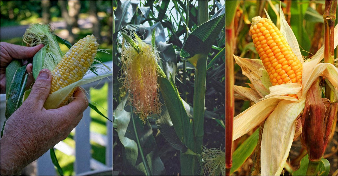 Фермери поділилися порадою для великого врожаю кукурудзи