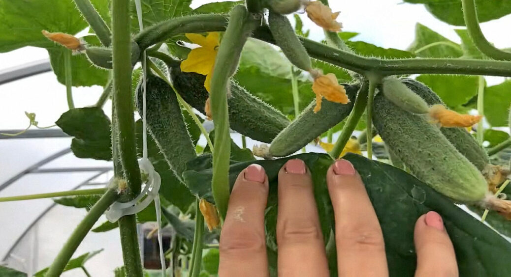 В Одесі з огірками проводять ці 2 прийоми, і гіркота відходить в минуле: швидко і просто 
