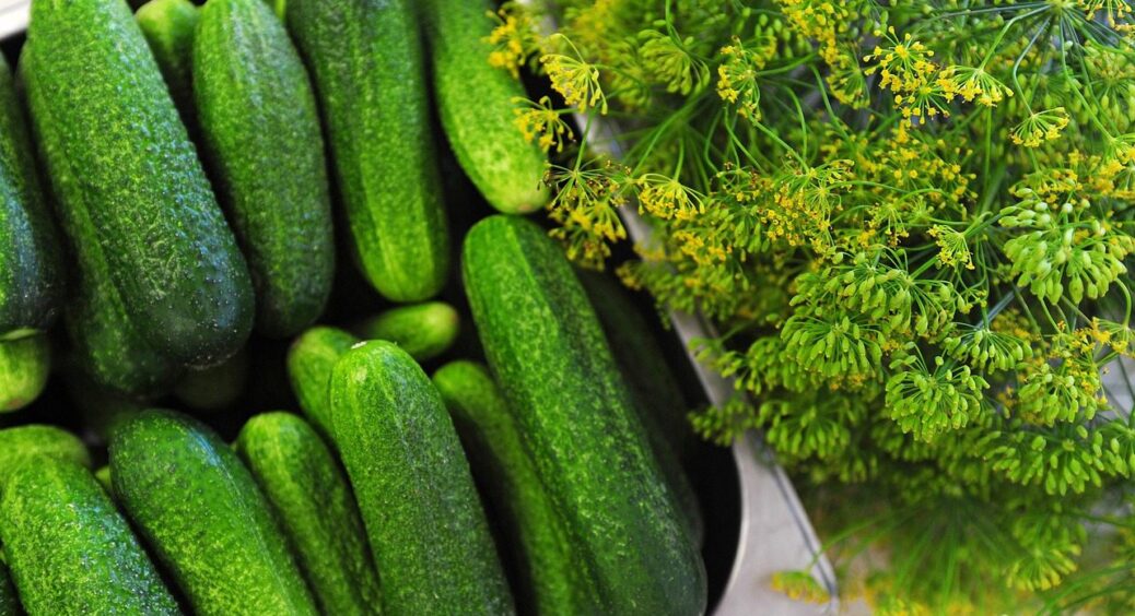 Квашу огірки холодним способом тільки так: 1 найкращий рецепт з моєї кулінарної скарбнички 