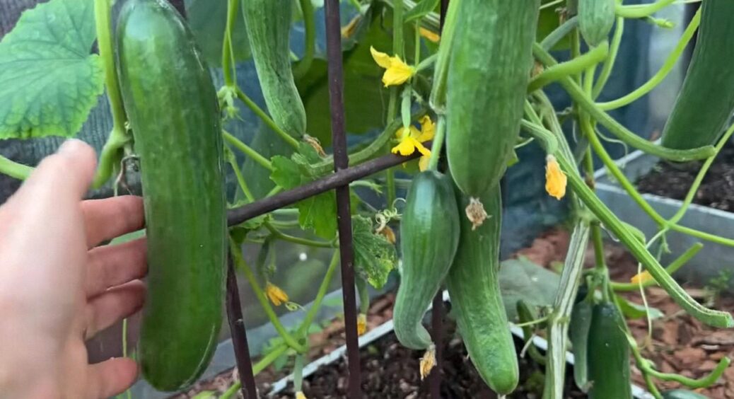 У Бердичеві ці огірки висаджують прямо зараз: 3 суперранніх сорти, які ростуть на очах 