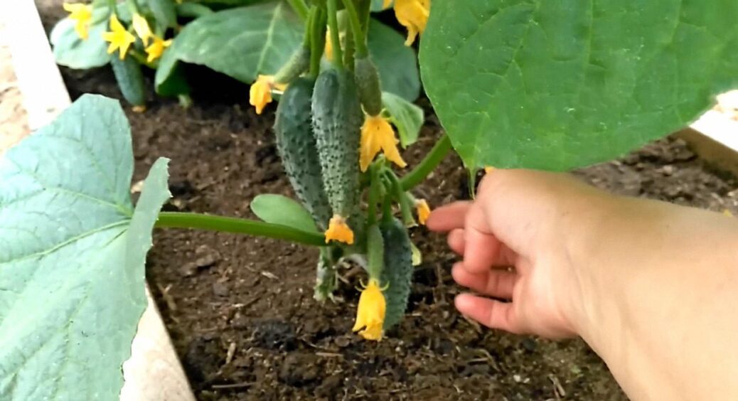 Не дріжджі і не компост: ось чим на Сумщині поливають огірки для плодоношення і після 1 вересня 