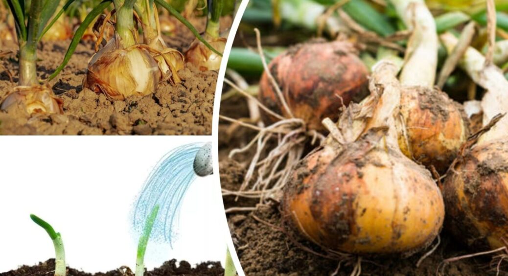 На Волині вирощують цибулю з урожайністю по 8 кг з квадратного метра: підживка з 3-х складових 