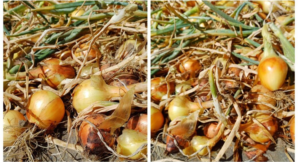 Що робити, якщо викопана цибуля намокла під дощем: поради від садівників із досвідом 