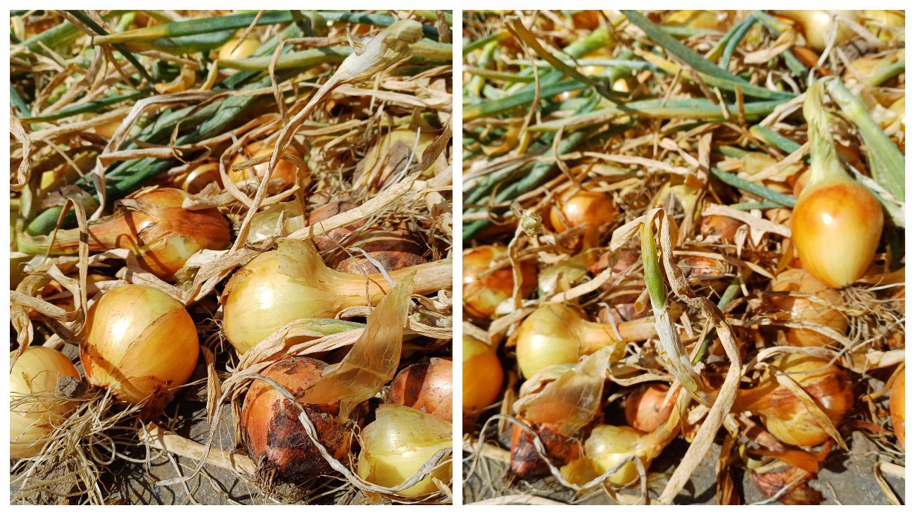 Садівники пояснили, як відновити зібрану цибулю після літнього дощу