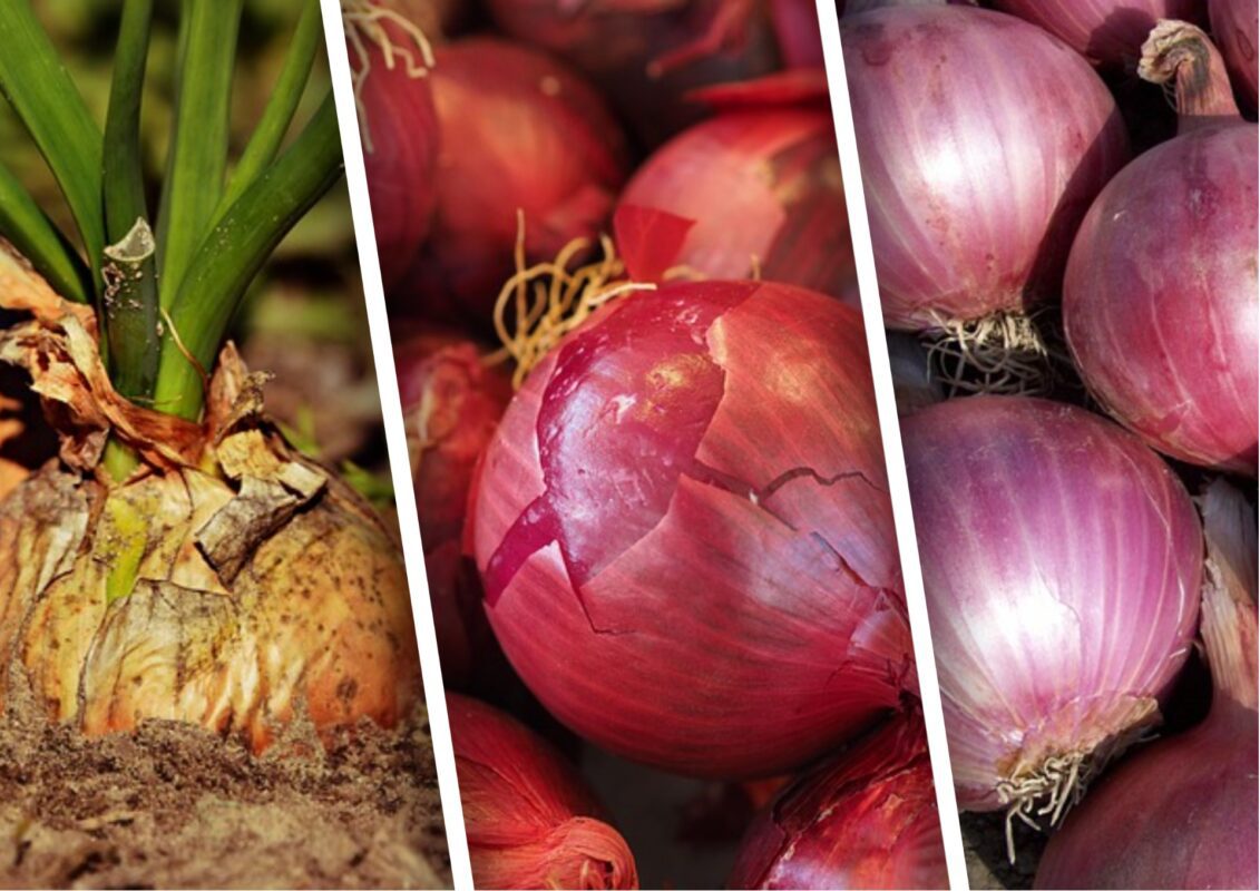 Садівники пояснили, як правильно збирати, сушити та зберігати цибулю на зиму