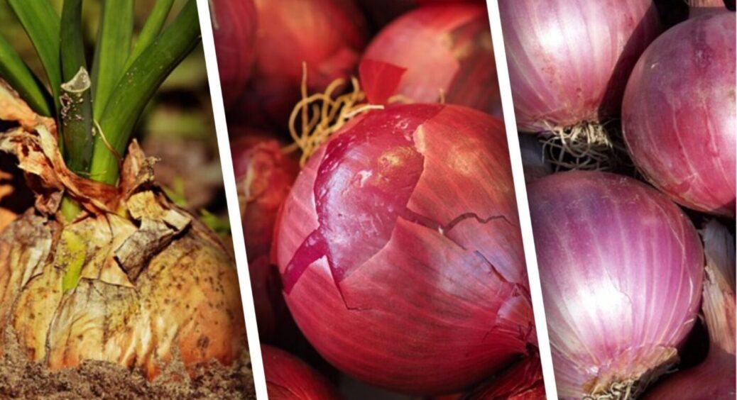 Настав час збирати урожай цибулі в липні-2025: 3 кроки для її подальшого сушіння та збереження 