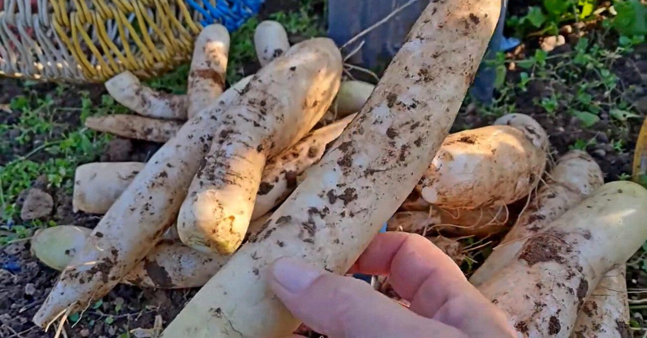 Овочівники пояснили, чому дайкон краще саджати в липні