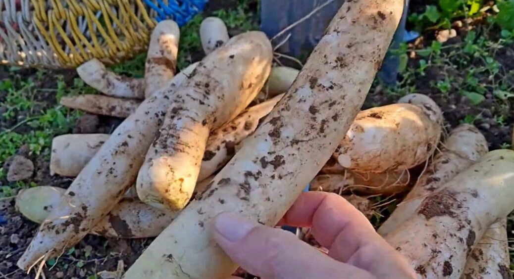 Дайкон “у відпустці” до середини літа 2025: чому вона відгукується лише на липневу грядку? 