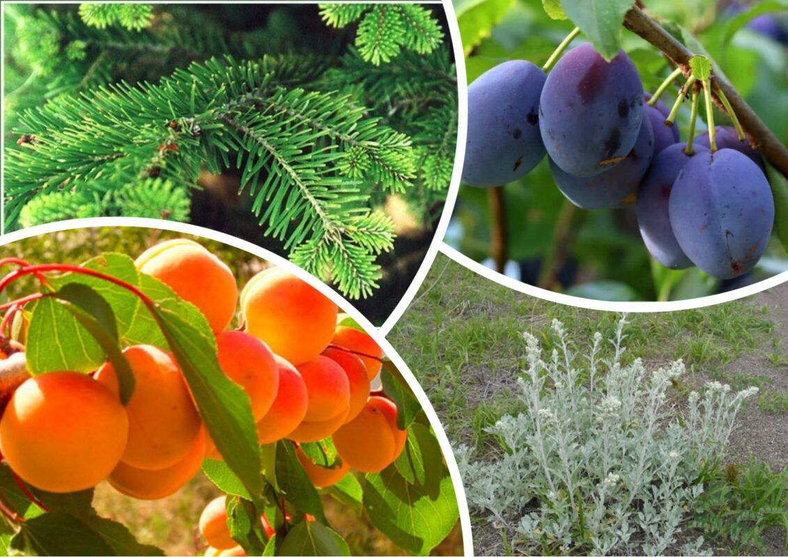 Як підготувати сливи та абрикоси до заморозків