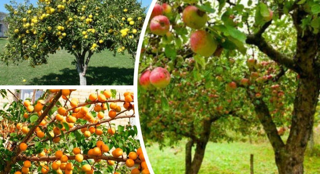 Абрикоси, яблука та груші осипаються у спеку: 3 кроки від агрономів-умільців і нічого не опадає 