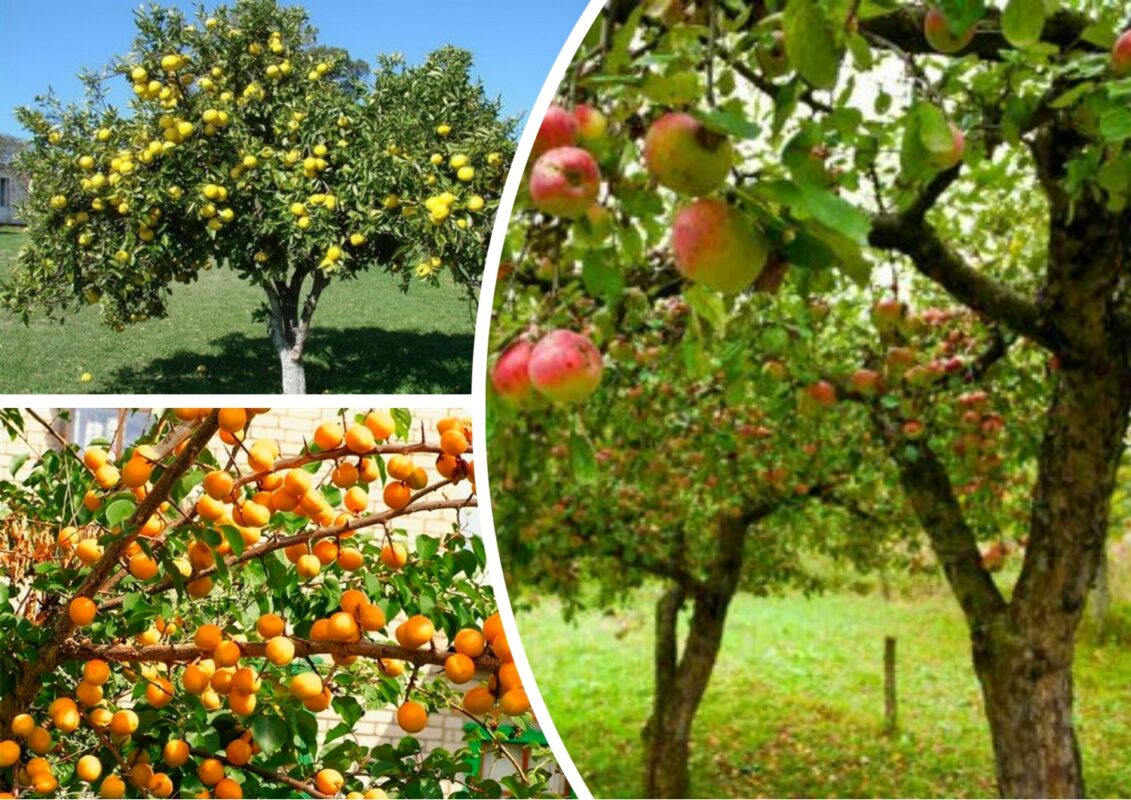 Абрикоси, яблука та груші осипаються у спеку