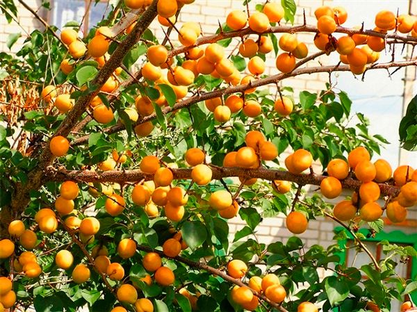 Городники пояснили, чому для урожаю абрикосів так важлива обрізка 