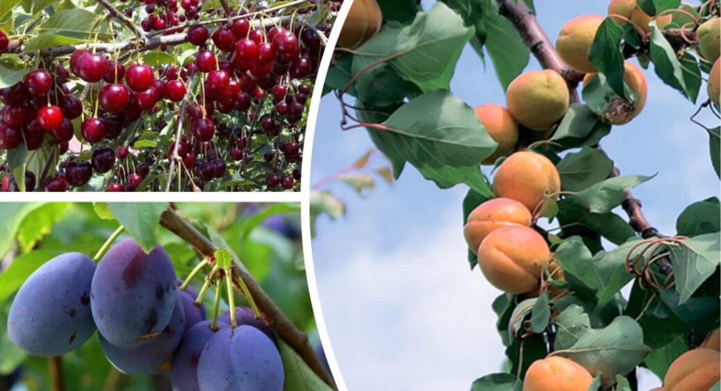 Волиняни ласують абрикосами та сливами досхочу: обприскують дерева 5 разів за сезон 