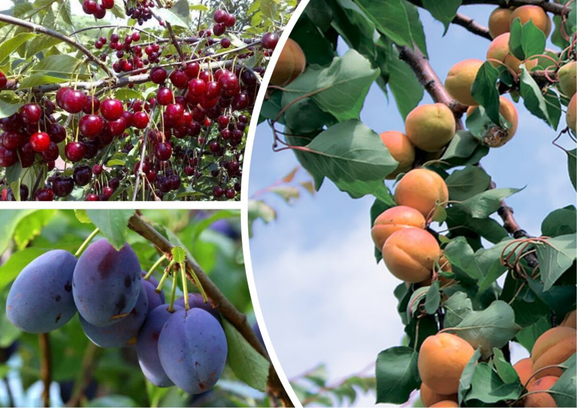 Агроном розповів, як підвищувати урожайність у себе в саду