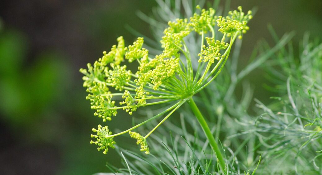 Кріп на городі – завжди у моді: досвідчені дачники розповіли, чим корисна ця рослина і чому 
