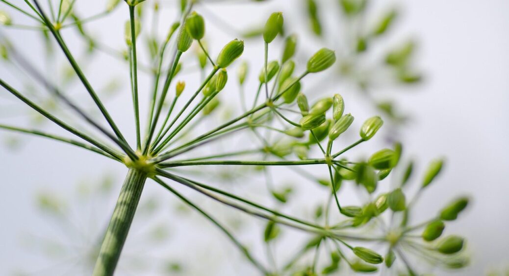 Ви йому воду, він вам “зонтики”: ось що роблять з кропом у Чорноморську, щоб була зелень 