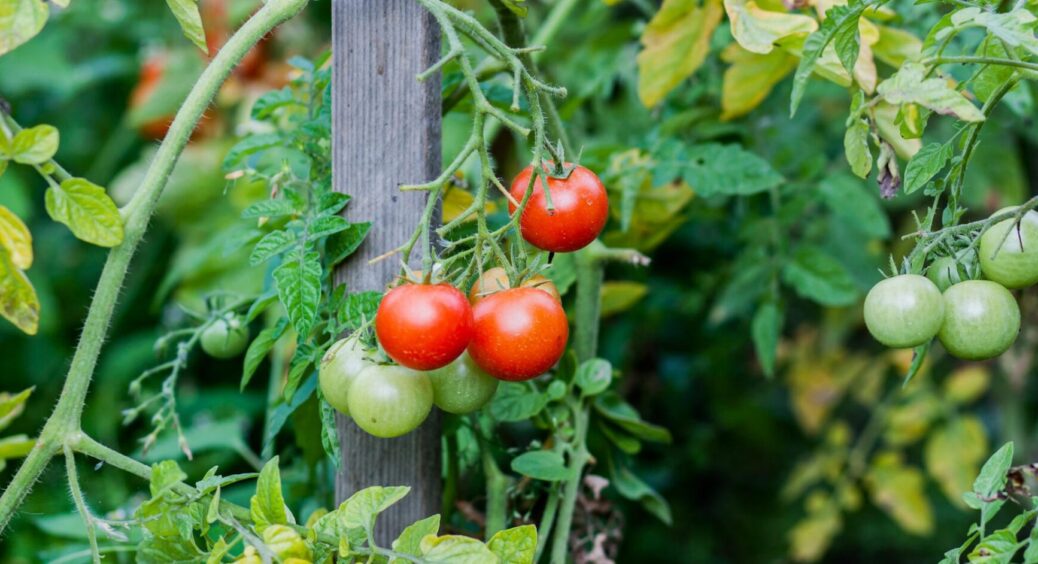 Годую помідори содою вже кілька років і збираю шикарний урожай: по 12-15 кг плодів з куща 