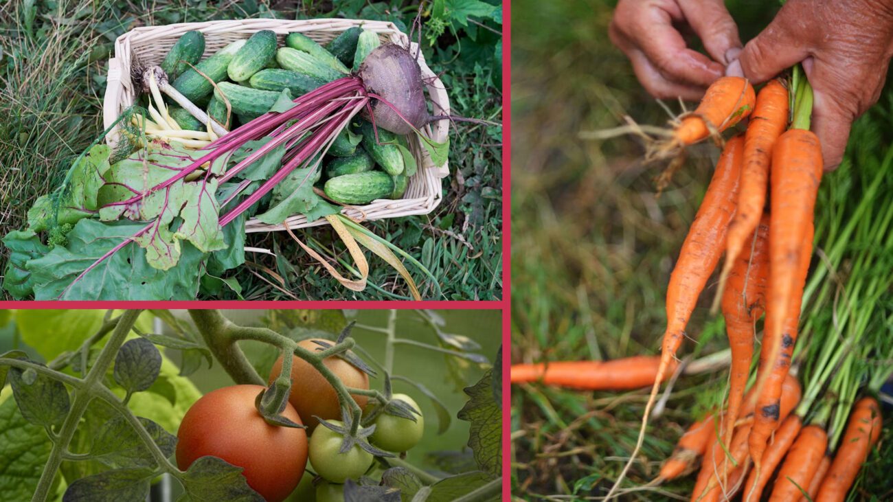 Садівники назвали підживку, яка у 2-3 рази збільшує врожайність всіх овочів