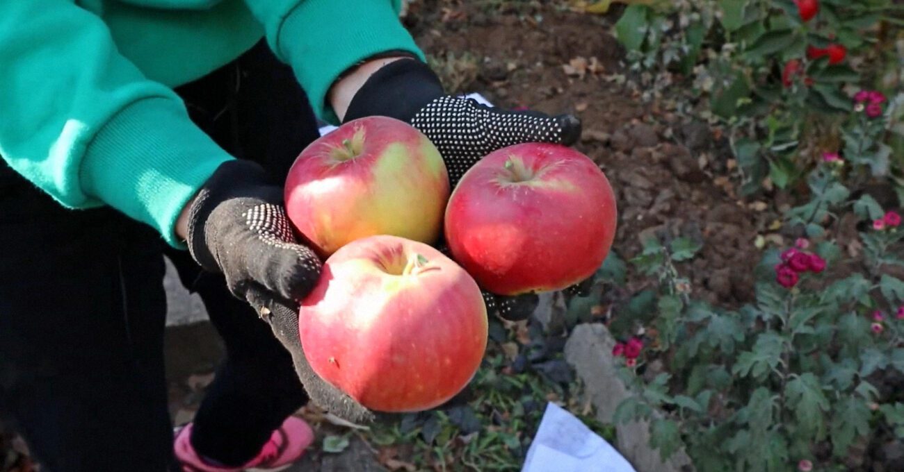 Експерт розповів, які 5 сортів яблук можна посадити через місяць