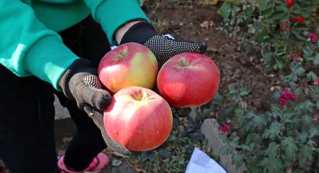 5 сортів яблук, які можна посадити вже через місяць: стійкі, соковиті, плодовиті, великі 