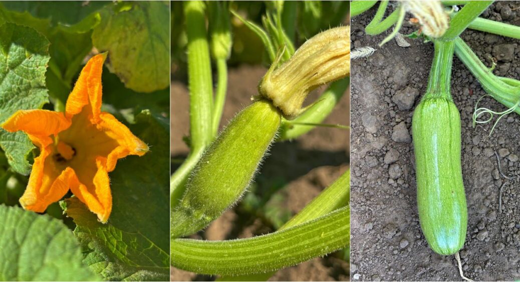 0,5 чайної ложки на 10 л води – і кабачки пруть як на чорноземі: не встигаємо збирати 