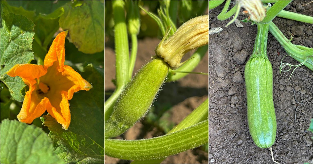 Експерт розповів, як стимулювати плодоношення у кабачків