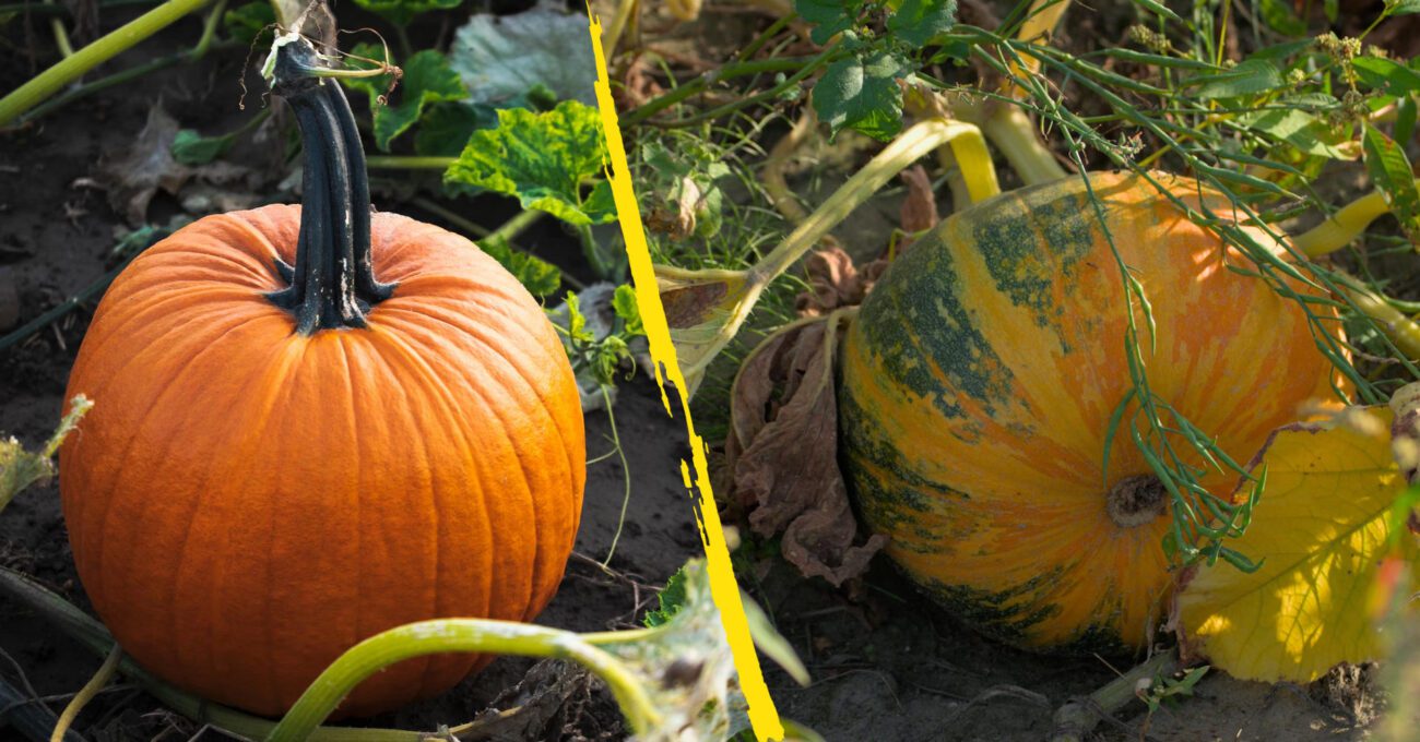 Фермер поділився рецептом вирощування величезних гарбузів без хімії