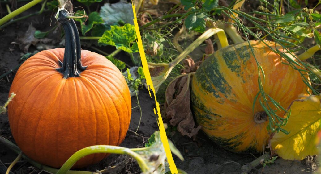 Гарбуз у мого діда-волинянина вимахав на 15 кг за 1 сезон: підливав під корінь це, не шкодував 