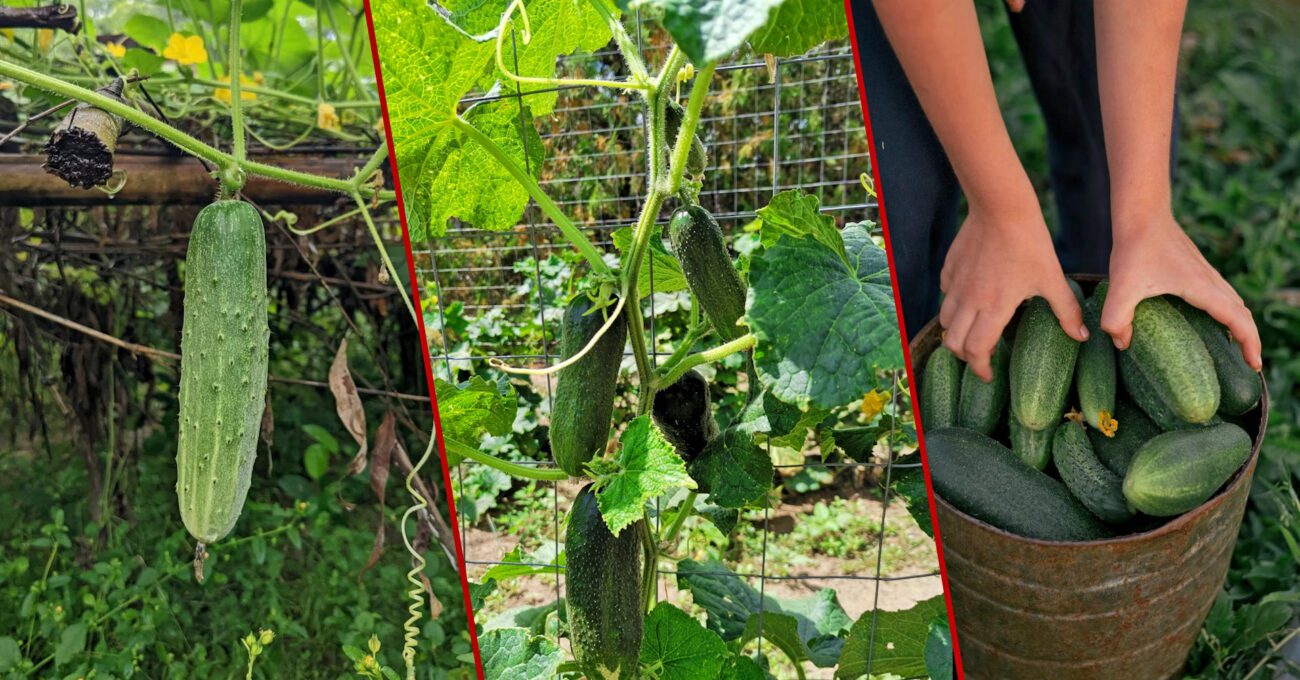 Городники порадили підживлення для вирівнювання огірків