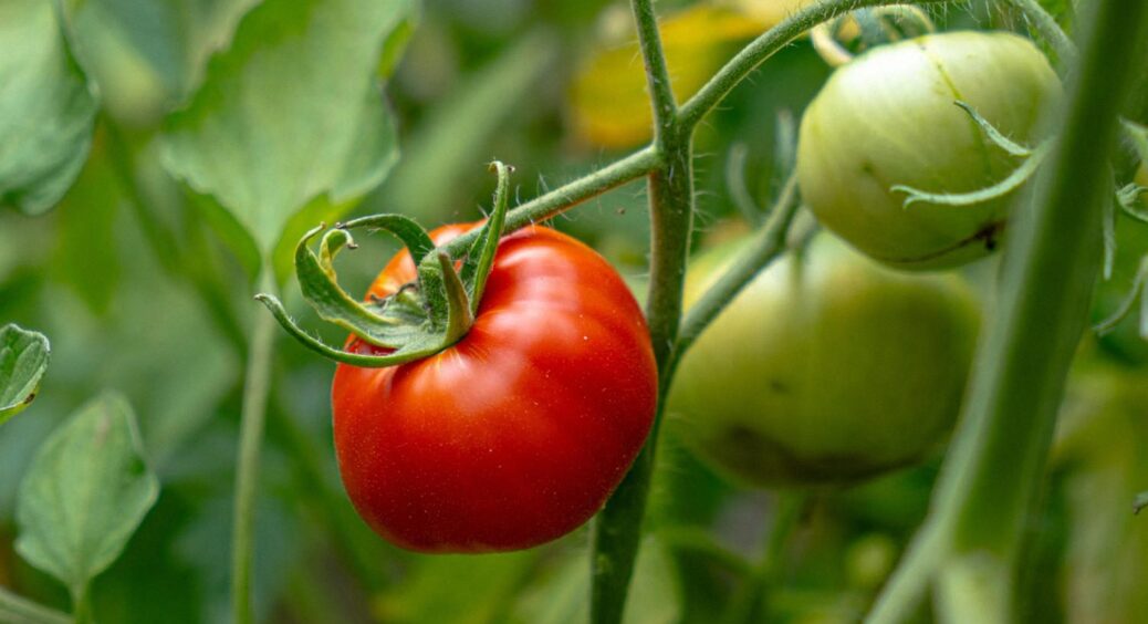 Думав, що економлю, а по факту переплачую: ці 3 сорти томатів вимагають потрійну дозу добрив 