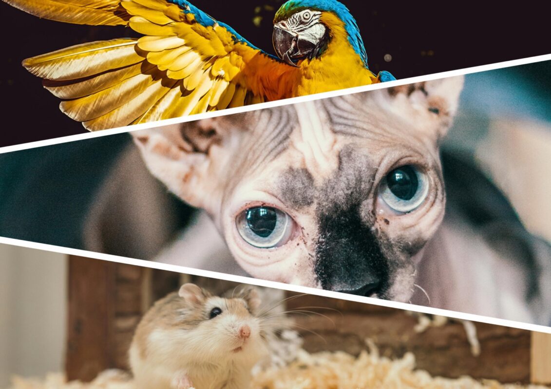 Які домашніх тварин гіпоалергенні