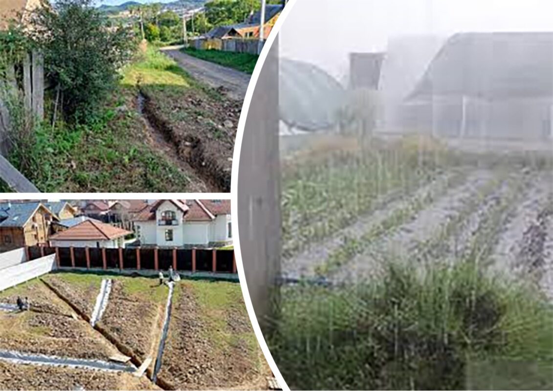 Що робити з городиною після сильної зливи