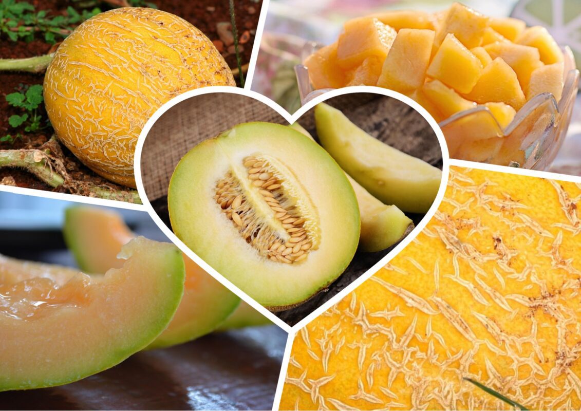 Агроном розповіла, як виростити великий баштан динь