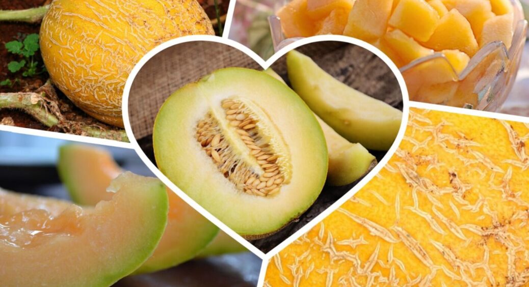 Не попіл і не перегній: на Одещині так поливають дині – і збирають по 5 стиглих плодів за день 