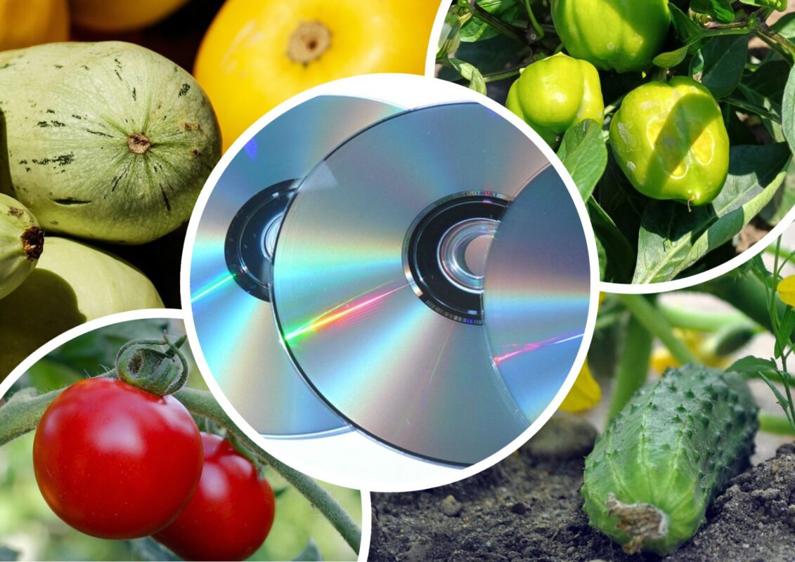  Садівники пояснили, для чого в Україні почали ставити на городі CD-диски