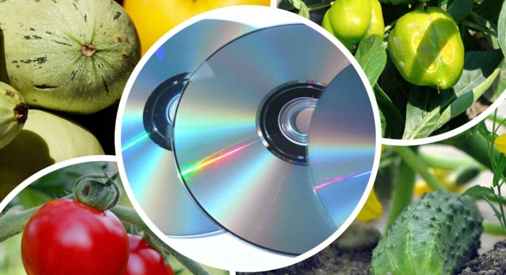 ТОП-3 нестандартних трюків для прискорення росту овочів в липні-2025: діставайте старі CD-диски 