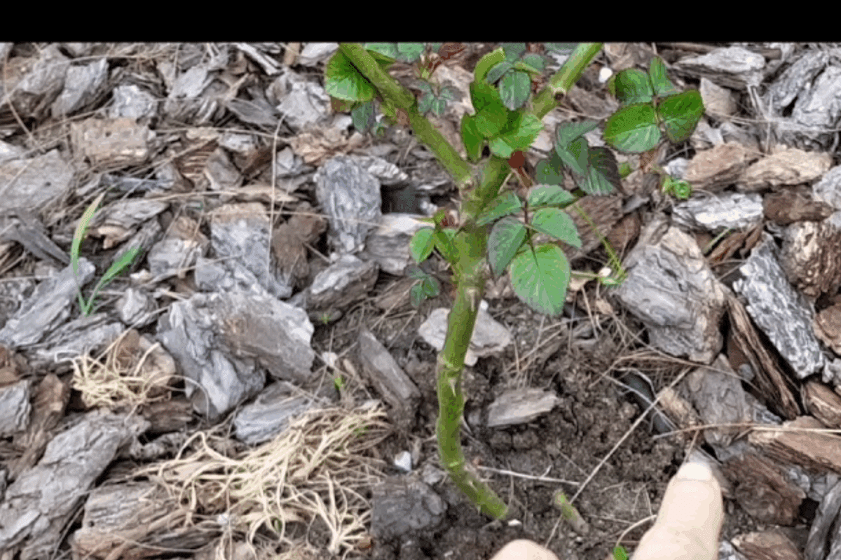 Що робити, коли на стеблах троянд з'явились рожеві плями