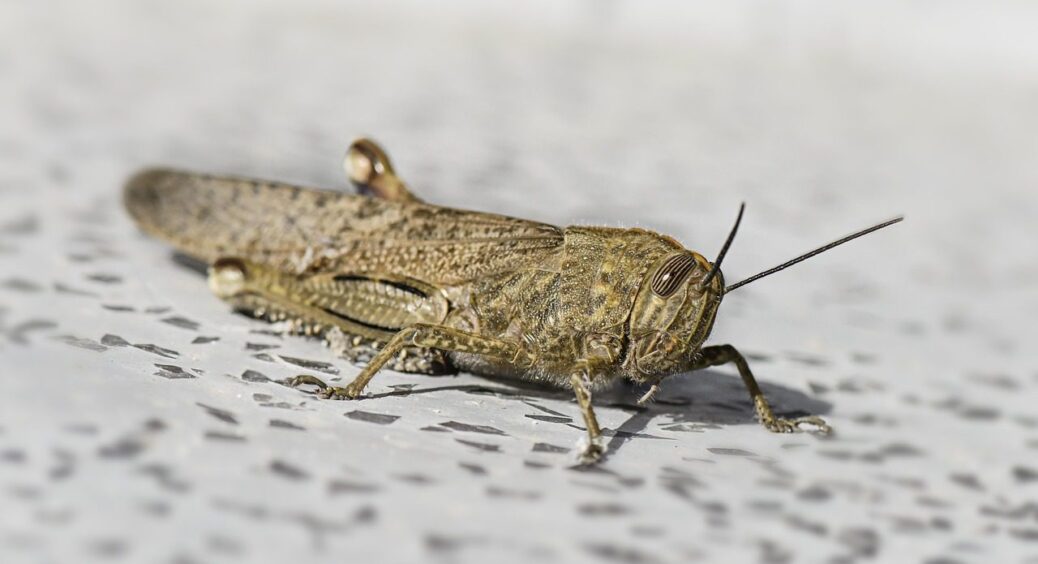 Сарана атакує Україну: фермери б’ють на сполох, а кулінари радіють – 3 рецепти делікатесу 