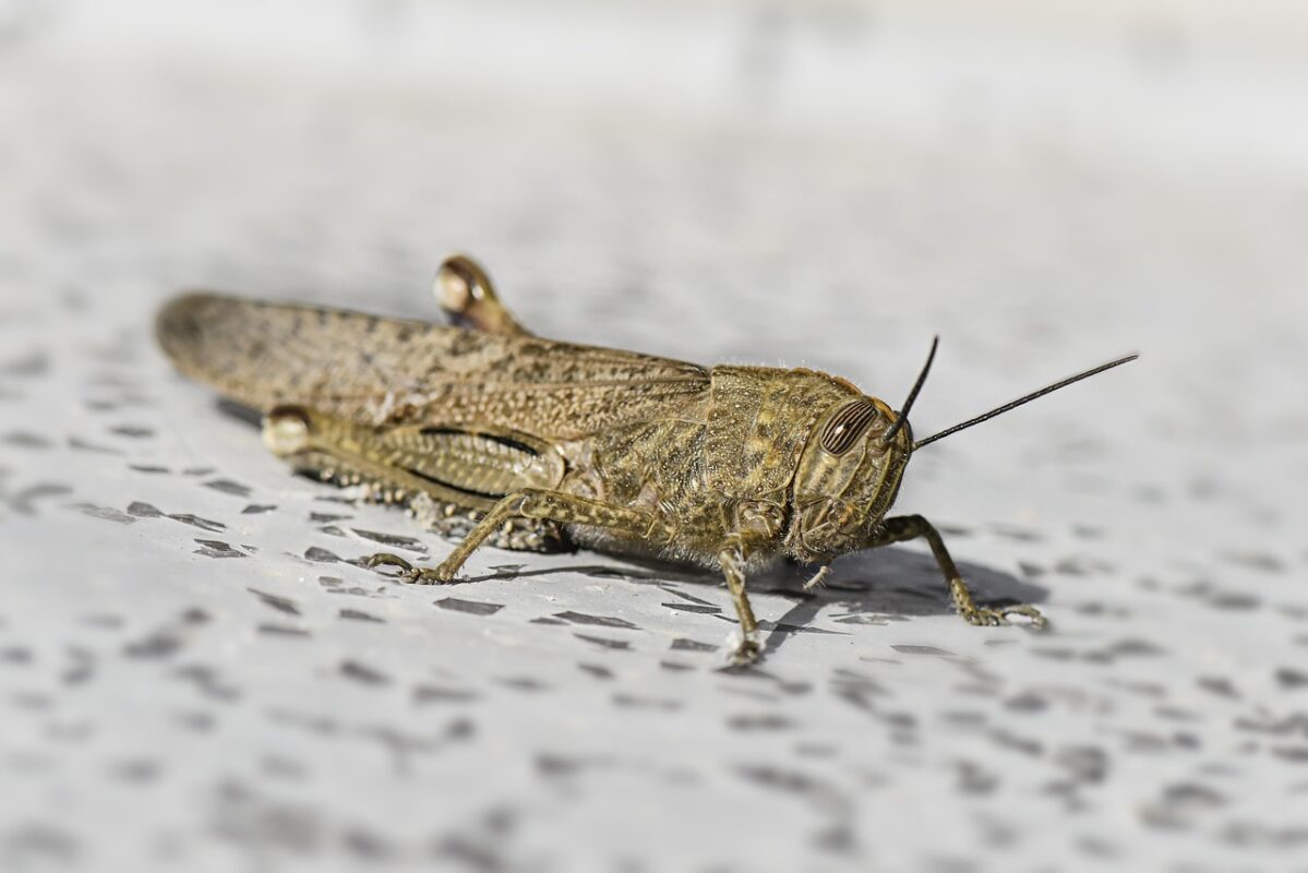 Чи можна їсти сарану і які рецепти її приготування