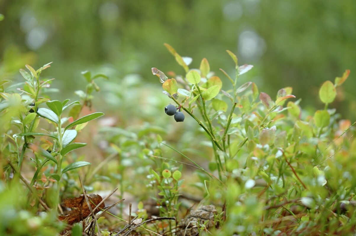 Садівники пояснили, який сорт лохини ідеально підходить для вирощування в городі