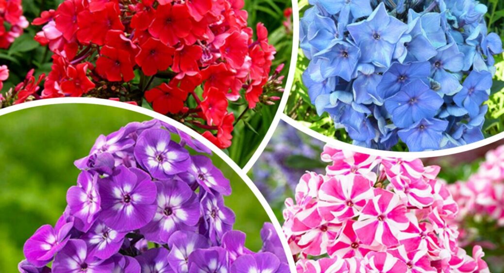 На світловодських обійстях флокси цвітуть до вересня: господині знають 1 секрет пишного буяння 