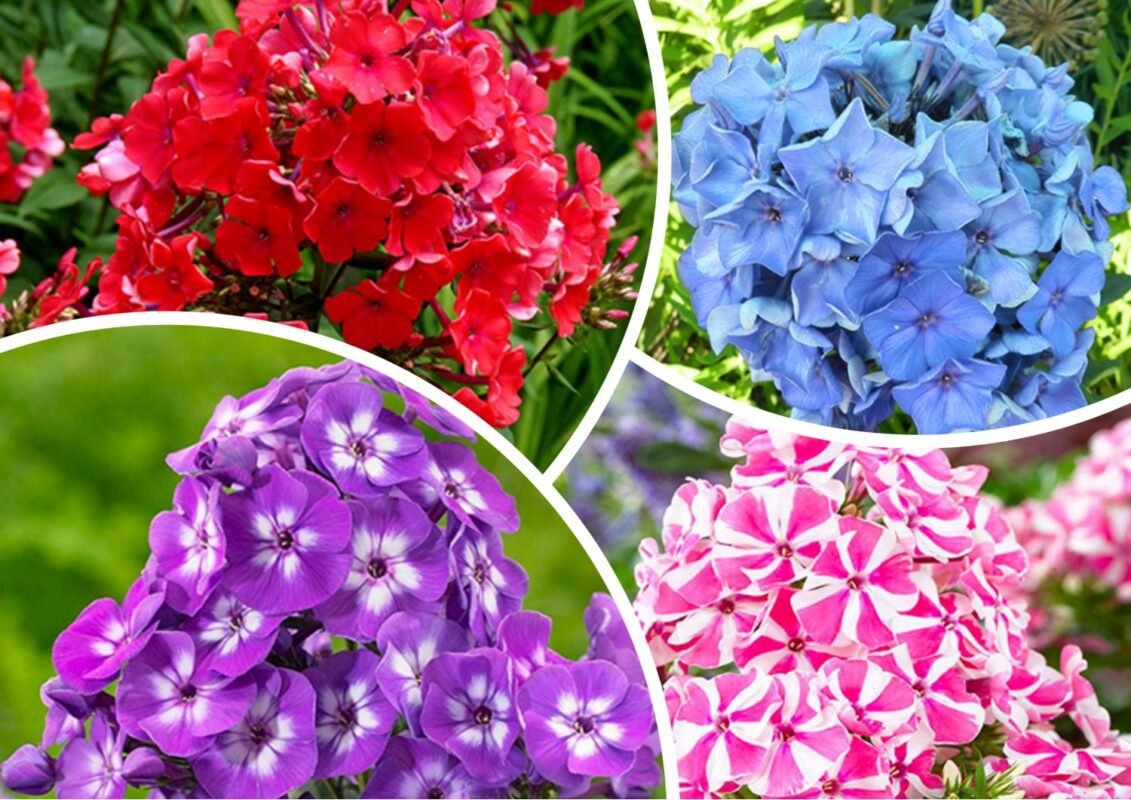 Флокси цвістимуть із травня по вересень